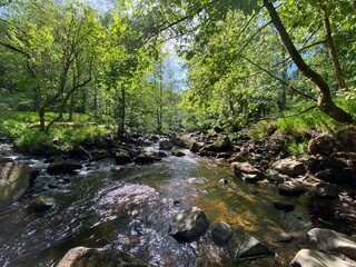 Obraz premium Wide forest stream, with sunlight between the trees in, Hardcastle Crags, Hebden Bridge, UK