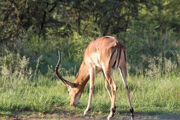 impala in the african bush eating grass