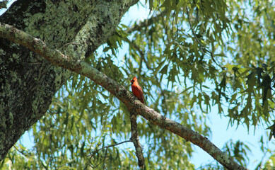 Cardinal in tree