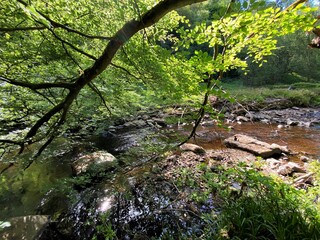Stream, running through the old forest, past trees and foliage in, Hardcastle Crags, Hebden Bridge, UK