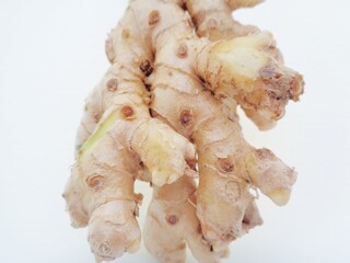 Bitter ginger with white background. Bitter ginger also called Zingiber zerumbet, awapuhi, shampoo ginger, lempuyang and pinecone ginger. Used as food flavoring and appetizers in various cuisines food