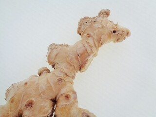 Bitter ginger with white background. Bitter ginger also called Zingiber zerumbet, awapuhi, shampoo ginger, lempuyang and pinecone ginger. Used as food flavoring and appetizers in various cuisines food