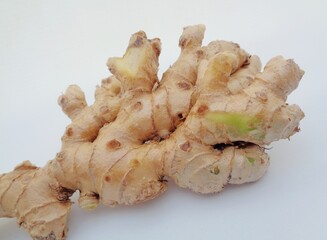 Bitter ginger with white background. Bitter ginger also called Zingiber zerumbet, awapuhi, shampoo ginger, lempuyang and pinecone ginger. Used as food flavoring and appetizers in various cuisines food