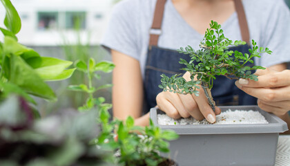 Fototapeta premium close up woman handing Potted plants bonsai tree