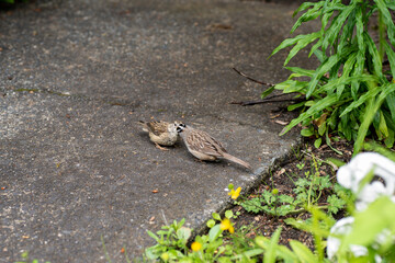 White‐crowned sparrow feeding its young.    Vancouver BC Canada 
