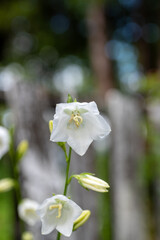 A closeup of white Campanula flowers.   Vancouver BC Canada
