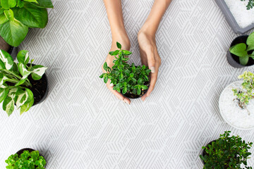 close up woman hand plant tree top view copy space
