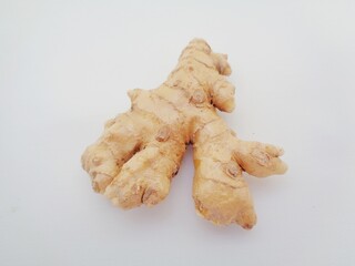 Bitter ginger with white background. Bitter ginger also called Zingiber zerumbet, awapuhi, shampoo ginger, lempuyang and pinecone ginger. Used as food flavoring and appetizers in various cuisines food