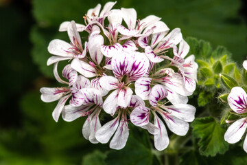 Native Storksbill, Wild Geranium, Australian Storksbill (Pelargonium australe)