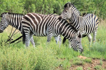 Fototapeta na wymiar Tree zebras hanging around in the savanna