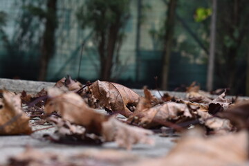 The sound of falling leaves at the park in Tuscany Italy