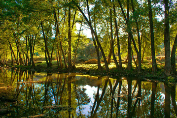 Yellow sunset on a river with trees reflecting off the water in the northern part of Spain