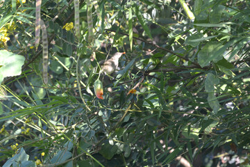 Ayeyarwady is on a branch