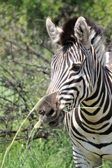 A Zebra in the savannah front view