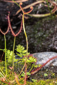 Forked Sundew or Fork-leaved Sundew (Drosera binata)