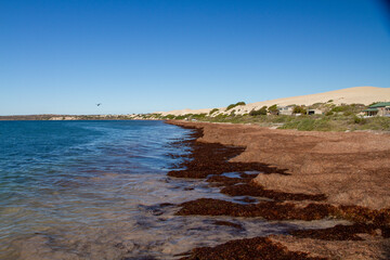 A beach covered in seaweed from a recent storm, South Australia