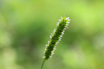 Fototapeta na wymiar close up of green grass