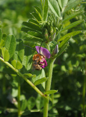 Japanese bee with long antennas are collecting pollen and nectar from the flower of common vetch.