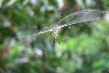 cocoon on the spider web