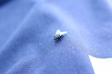 fly on a blue background