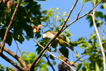 Ayeyarwady is branch
