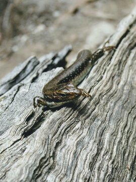 Brown and black lizard reptile sunning on log in Melbourne, Australia