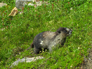 marmot in the meadow