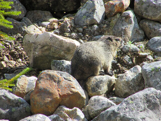 rocks in the mountains