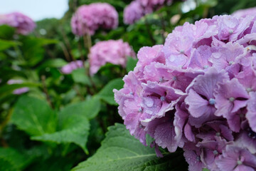 梅雨時の紫陽花。blooming colorful hydrangea, rainy season Japan