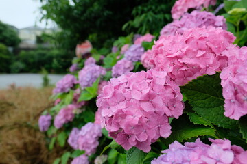 梅雨時の紫陽花。blooming colorful hydrangea, rainy season Japan