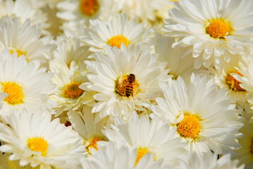 Fototapeta premium Close up of honey bee on white flowers background. Honey Bee collecting pollen on white flowers yellow middle background. European or western worker honey bee sitting on white daisy flowers background