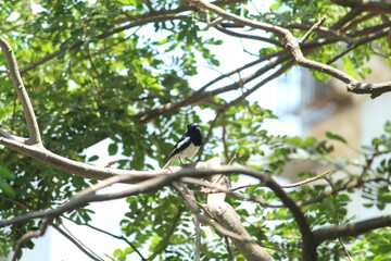 The oriental magpie-robin is a small passerine bird that was formerly classed as a member of the thrush family Turdidae, but now considered an Old World flycatcher.