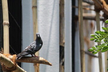Columbidae is a bird family consisting of pigeons and doves. It is the only family in the order Columbiformes.