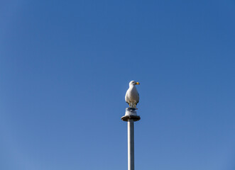 A large albatross or southern gull against a blue sky, South Australia