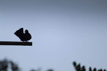 Columbidae is a bird family consisting of pigeons and doves. It is the only family in the order Columbiformes. 