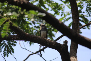 rds
Description
DescriptionThe oriental magpie-robin is a small passerine bird that was formerly classed as a member of the thrush family Turdidae, but now considered an Old World flycatcher.