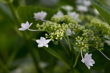 公園に咲く紫陽花　東京都葛飾区　日本