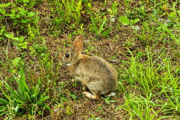 Naklejka na ściany i meble Baby Cottontail Rabbit Sits Quietly Beside a Trail.