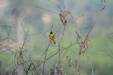 Black-crested Bulbul is on a branch
