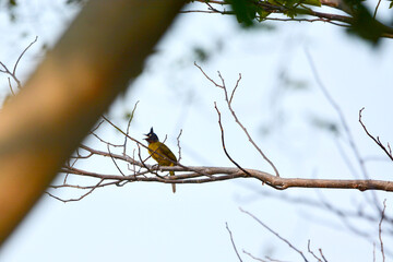 Black-crested Bulbul is on a branch
