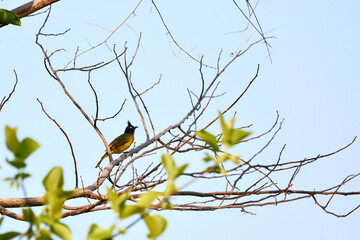 Black-crested Bulbul is on a branch
