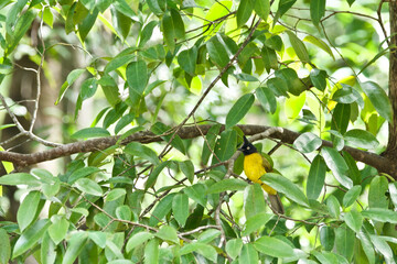 Black-crested Bulbul is on a branch
