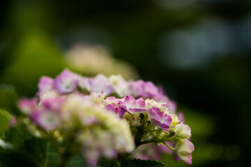 公園に咲く紫陽花　東京都葛飾区　日本