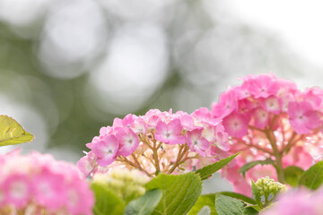 公園に咲く紫陽花　東京都葛飾区　日本