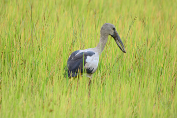 Anastomus oscitans is on a grass