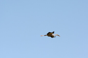 Anastomus oscitans is flying on the sky 