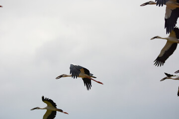 Anastomus oscitans is flying on the sky 