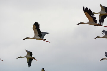 Anastomus oscitans is flying on the sky 