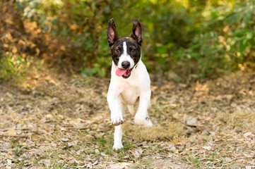 Funny Dog Running