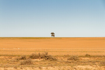 Naklejka na ściany i meble A lone tree on a hill surrounded by cleared farmland